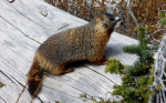 Flinke marmot